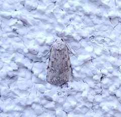 Fotella notalis by no rights reserved, uploaded by Kevin Keegan. Used under a CC0 license.