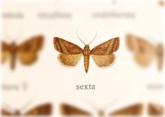 Ogdoconta sexta by no rights reserved, uploaded by Andreas Manz. Used under a CC0 license.