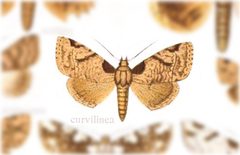 Stibaera curvilineata by no rights reserved, uploaded by Andreas Manz. Used under a CC0 license.