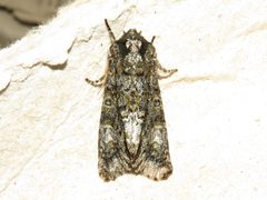 Copivaleria grotei by (c) Dan MacNeal, some rights reserved (CC BY), uploaded by Dan MacNeal. Used under a CC-BY license.