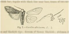 Cucullia albida by no rights reserved, uploaded by Andreas Manz. Used under a CC0 license.