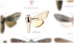 Cucullia albida by no rights reserved, uploaded by Andreas Manz. Used under a CC0 license.