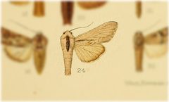Cucullia albida by no rights reserved, uploaded by Andreas Manz. Used under a CC0 license.
