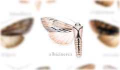 Cucullia albida by no rights reserved, uploaded by Andreas Manz. Used under a CC0 license.