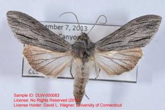 Cucullia eccissica by no rights reserved, uploaded by Andreas Manz. Used under a CC0 license.