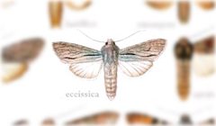 Cucullia eccissica by no rights reserved, uploaded by Andreas Manz. Used under a CC0 license.