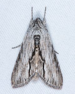 Cucullia eulepis by (c) Don Loarie, some rights reserved (CC BY), uploaded by Don Loarie. Used under a CC-BY license.
