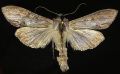 Cucullia montanae by (c) Doug Macaulay, some rights reserved (CC BY), uploaded by Doug Macaulay. Used under a CC-BY license.