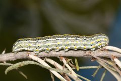 Cucullia pulla by (c) Dave, some rights reserved (CC BY), uploaded by Dave. Used under a CC-BY license.