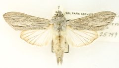 Cucullia serraticornis by no rights reserved, uploaded by Robbie Hannawacker. Used under a CC0 license.