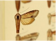 Cucullia similaris by no rights reserved, uploaded by Andreas Manz. Used under a CC0 license.