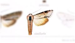 Cucullia similaris by no rights reserved, uploaded by Andreas Manz. Used under a CC0 license.