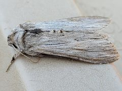 Cucullia speyeri by (c) Doug Macaulay, some rights reserved (CC BY), uploaded by Doug Macaulay. Used under a CC-BY license.