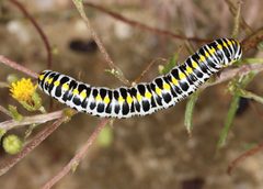 Cucullia speyeri by (c) Jake McCumber, some rights reserved (CC BY), uploaded by Jake McCumber. Used under a CC-BY license.