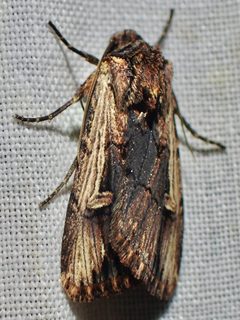 Dichagyris cataclivis by (c) Sue Carnahan, some rights reserved (CC BY), uploaded by Sue Carnahan. Used under a CC-BY license.