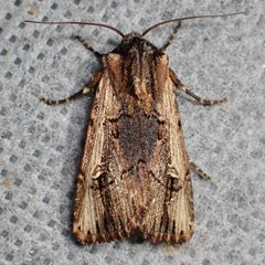 Dichagyris cataclivis by (c) Sue Carnahan, some rights reserved (CC BY), uploaded by Sue Carnahan. Used under a CC-BY license.