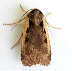 Dichagyris mizteca by (c) jimeckert49, some rights reserved (CC BY). Used under a CC-BY license.