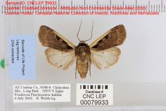 Dichagyris mizteca by no rights reserved, uploaded by Andreas Manz. Used under a CC0 license.