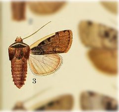 Dichagyris mizteca by no rights reserved, uploaded by Andreas Manz. Used under a CC0 license.
