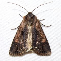 Dichagyris proclivis by (c) Sue Carnahan, some rights reserved (CC BY), uploaded by Sue Carnahan. Used under a CC-BY license.