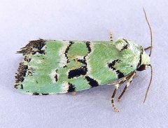 Elaphria cyanympha by (c) jimeckert49, some rights reserved (CC BY). Used under a CC-BY license.