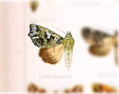 Callopistria jamaicensis by no rights reserved, uploaded by Andreas Manz. Used under a CC0 license.