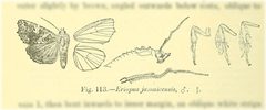 Callopistria jamaicensis by no rights reserved, uploaded by Andreas Manz. Used under a CC0 license.