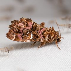 Callopistria mollissima by (c) Ken-ichi Ueda, some rights reserved (CC BY), uploaded by Ken-ichi Ueda. Used under a CC-BY license.