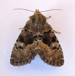 Euamiana dissimilis by (c) jimeckert49, some rights reserved (CC BY). Used under a CC-BY license.