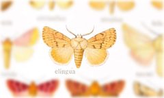 Eucoptocnemis elingua by no rights reserved, uploaded by Andreas Manz. Used under a CC0 license.
