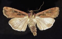 Euxoa adumbrata by (c) Doug Macaulay, some rights reserved (CC BY), uploaded by Doug Macaulay. Used under a CC-BY license.