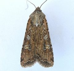 Euxoa auxiliaris by (c) jimeckert49, some rights reserved (CC BY). Used under a CC-BY license.