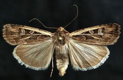 Euxoa flavicollis by (c) Doug Macaulay, some rights reserved (CC BY), uploaded by Doug Macaulay. Used under a CC-BY license.