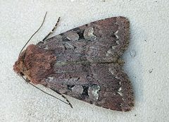 Euxoa lewisi by (c) Doug Macaulay, some rights reserved (CC BY), uploaded by Doug Macaulay. Used under a CC-BY license.