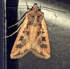 Euxoa ochrogaster by no rights reserved, uploaded by Ben Keen. Used under a CC0 license.