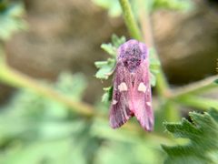Baptarma felicita by (c) Kenzie Anderson-Bell, some rights reserved (CC BY), uploaded by Kenzie Anderson-Bell. Used under a CC-BY license.