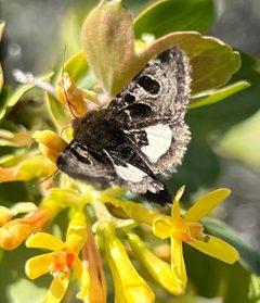 Heliothis belladonna by (c) Mark Pollock, some rights reserved (CC BY), uploaded by Mark Pollock. Used under a CC-BY license.