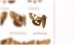 Schinia aetheria by no rights reserved, uploaded by Andreas Manz. Used under a CC0 license.
