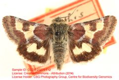 Schinia aetheria by no rights reserved, uploaded by Andreas Manz. Used under a CC0 license.