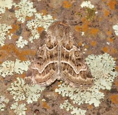 Schinia angulilinea by (c) Laura Gaudette, some rights reserved (CC BY), uploaded by Laura Gaudette. Used under a CC-BY license.