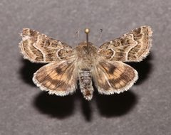 Schinia angulilinea by (c) Laura Gaudette, some rights reserved (CC BY), uploaded by Laura Gaudette. Used under a CC-BY license.
