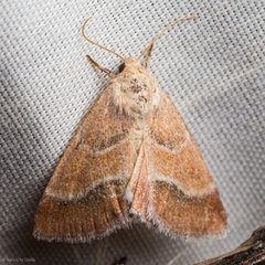 Schinia buta by (c) Ken-ichi Ueda, some rights reserved (CC BY), uploaded by Ken-ichi Ueda. Used under a CC-BY license.