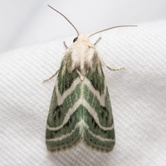 Schinia by (c) Ken-ichi Ueda, some rights reserved (CC BY), uploaded by Ken-ichi Ueda. Used under a CC-BY license.