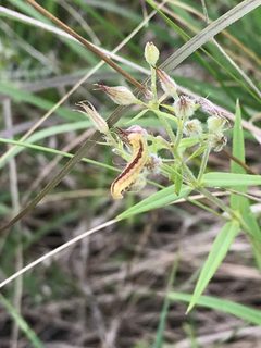 Schinia indiana by (c) gonodactylus, some rights reserved (CC BY), uploaded by gonodactylus. Used under a CC-BY license.