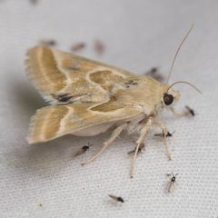 Schinia intrabilis by (c) Ken-ichi Ueda, some rights reserved (CC BY), uploaded by Ken-ichi Ueda. Used under a CC-BY license.