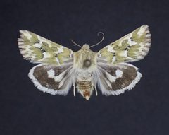 Schinia meadi by (c) Laura Gaudette, some rights reserved (CC BY), uploaded by Laura Gaudette. Used under a CC-BY license.