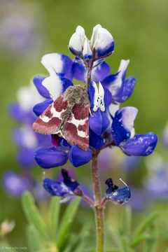 Schinia suetus by (c) Ken-ichi Ueda, some rights reserved (CC BY), uploaded by Ken-ichi Ueda. Used under a CC-BY license.