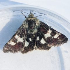 Schinia suetus by (c) Ken-ichi Ueda, some rights reserved (CC BY), uploaded by Ken-ichi Ueda. Used under a CC-BY license.