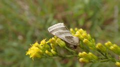 Schinia trifascia by (c) John Abrams, some rights reserved (CC BY), uploaded by John Abrams. Used under a CC-BY license.