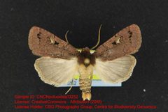 Hexorthodes agrotiformis by no rights reserved, uploaded by Andreas Manz. Used under a CC0 license.